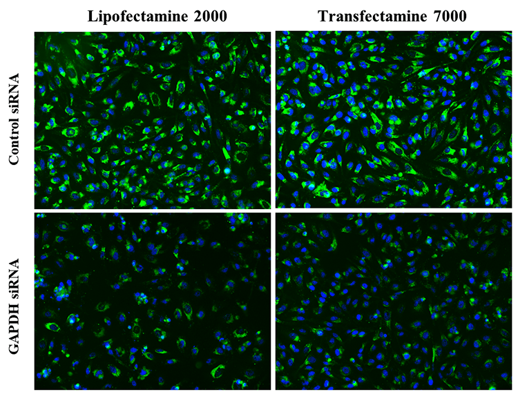 HeLa cells were subjected to immunohistochemistry after transfecting with control siRNA or GAPDH siRNA using Lipofectamine 2000 and Transfectamine™ 7000. The experiment aimed to compare the efficacy of both transfection methods in knocking down GAPDH. After 48 hours of transfection, GAPDH was detected using an iFluor® 488 goat anti-mouse IgG (Cat No. 16528) through immunohistochemistry.