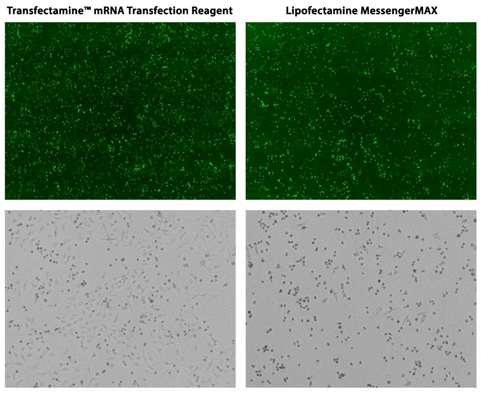 Transfection efficiency comparison (Upper panel) and cellular toxicity comparison (Bottom panel) in HeLa cells. HeLa cells were cultured in a 6-well plate to ~90% confluency. 2.5 &micro;g of mRNA was transfected with Lipofectamine MessengerMAX and Transfectamine&trade; mRNA Transfection Reagent, respectively. Images were taken 18 hours after the transfection using a fluorescent microscope with the FITC channel (Upper panel). Although transfection efficiency was similar for Lipofectamine MessengerMAX and Transfectamine&trade; mRNA Transfection Reagent, most Lipofectamine MessengerMAX transfected samples were scrambled, whereas cells transfected with Transfectamine&trade; mRNA Transfection Reagent looked much healthier (bottom panel).