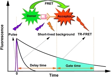 Time-resolved fluorescence energy transfer (TR-FRET) is the practical combination of time-resolved fluorometry (TRF) combined with Förster resonance energy transfer (FRET) that offers a powerful tool for drug discovery researchers. TR-FRET combines the low background aspect of TRF with the homogeneous assay format of FRET. The resulting assay provides an increase in flexibility, reliability and sensitivity in addition to higher throughput and fewer false positive/false negative results. FRET involves two fluorophores, a donor (such as trFluor Eu and trFluor Tb) and an acceptor. Excitation of the donor by an energy source (e.g. flash lamp or laser) produces an energy transfer to the acceptor if the two are within a given proximity to each other. The acceptor in turn emits light at its characteristic wavelength. The FRET aspect of the technology is driven by several factors, including spectral overlap and the proximity of the fluorophores involved, wherein energy transfer occurs only when the distance between the donor and the acceptor is small enough. In practice, FRET systems are characterized by the Förster's radius (R<sub>0</sub>): the distance between the fluorophores at which FRET efficiency is 50%. For many FRET parings, R<sub>0</sub> lies between 20 and 90 Å, depending on the acceptor used and the spatial arrangements of the fluorophores within the assay. Through measurement of this energy transfer, interactions between biomolecules can be assessed by coupling each partner with a fluorescent label and detecting the level of energy transfer. Acceptor emission as a measure of energy transfer can be detected without needing to separate bound from unbound assay components (e.g. a filtration or wash step) resulting in reduced assay time and cost.