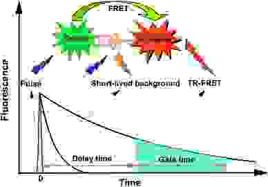 Time-resolved fluorescence energy transfer (TR-FRET) is the practical combination of time-resolved fluorometry (TRF) combined with Förster resonance energy transfer (FRET) that offers a powerful tool for drug discovery researchers. TR-FRET combines the low background aspect of TRF with the homogeneous assay format of FRET. The resulting assay provides an increase in flexibility, reliability and sensitivity in addition to higher throughput and fewer false positive/false negative results. FRET involves two fluorophores, a donor (such as trFluor Eu and trFluor Tb) and an acceptor. Excitation of the donor by an energy source (e.g. flash lamp or laser) produces an energy transfer to the acceptor if the two are within a given proximity to each other. The acceptor in turn emits light at its characteristic wavelength. The FRET aspect of the technology is driven by several factors, including spectral overlap and the proximity of the fluorophores involved, wherein energy transfer occurs only when the distance between the donor and the acceptor is small enough. In practice, FRET systems are characterized by the Förster's radius (R<sub>0</sub>): the distance between the fluorophores at which FRET efficiency is 50%. For many FRET parings, R<sub>0</sub> lies between 20 and 90 Å, depending on the acceptor used and the spatial arrangements of the fluorophores within the assay. Through measurement of this energy transfer, interactions between biomolecules can be assessed by coupling each partner with a fluorescent label and detecting the level of energy transfer. Acceptor emission as a measure of energy transfer can be detected without needing to separate bound from unbound assay components (e.g. a filtration or wash step) resulting in reduced assay time and cost.