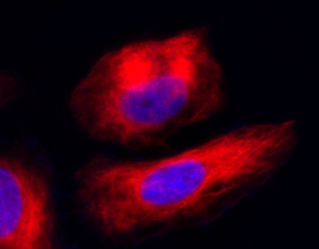 Imaging of Tubulin in Live HeLa Cells: HeLa cells were co-labeled with Tubulite™ Red and DAPI (Cat# 17507) and incubated for 60 minutes at 37°C in a 5% CO₂ atmosphere. Fluorescence imaging was performed using a fluorescence microscope equipped with a Cy5 filter set.