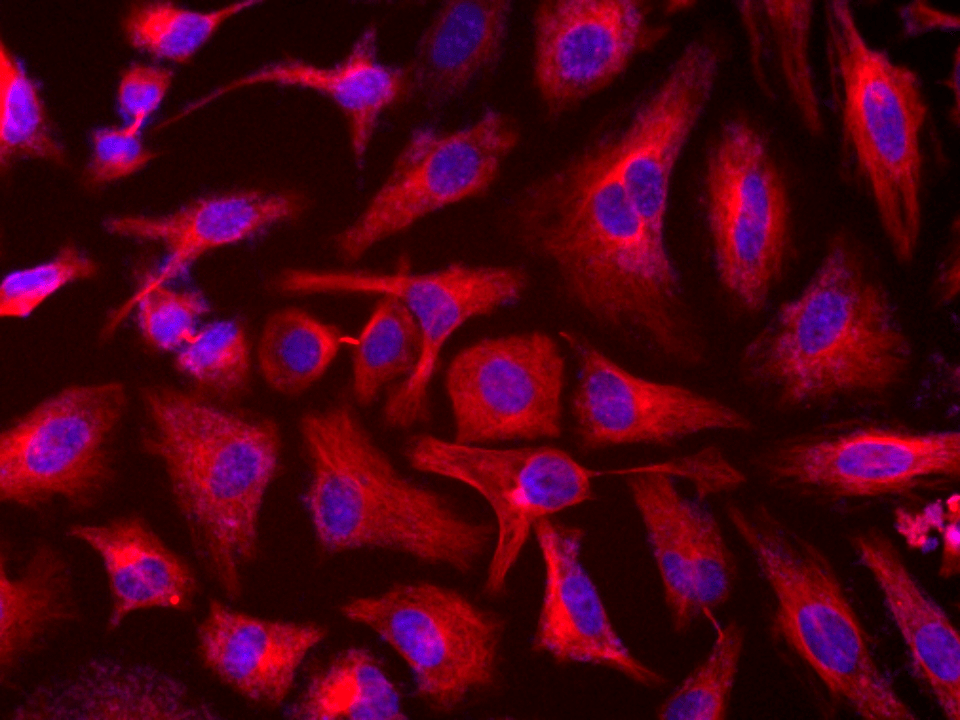 Detection of Tubulin in HeLa Cells: HeLa cells were co-labeled with Tublite™ Red and DAPI (AAT Bioquest Cat# 17507) for 60 minutes in a 37°C incubator with 5% CO₂. Fluorescence intensity was measured using a fluorescence microscope with the Cy3 channel.
