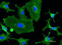 Live HeLa cells were stained with Wheat Germ Agglutinin, XFD488 labeled at 5 µg/mL for 30 minutes followed by Hoechst 33342 (Cat No. 17535). Image was acquired using fluorescence microscopy using FITC and DAPI filter set.