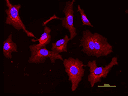 Live HeLa cells were stained with Wheat Germ Agglutinin, XFD594 labeled at 5 µg/mL for 30 minutes followed by Hoechst 33342 (Cat No. 17535). Image was acquired using fluorescence microscopy using Cy3/TRITC and DAPI filter set.