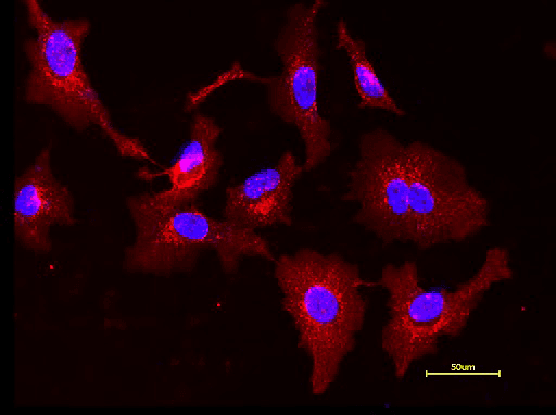 Live HeLa cells were stained with Wheat Germ Agglutinin, XFD594 labeled at 5 µg/mL for 30 minutes followed by Hoechst 33342 (Cat No. 17535). Image was acquired using fluorescence microscopy using Cy3/TRITC and DAPI filter set.
