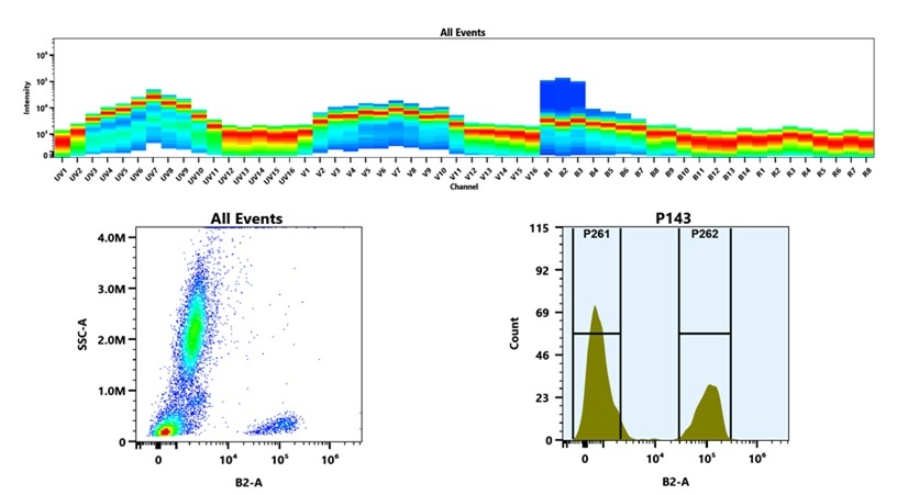 (Top) Spectral emission profiles generated using four spatially offset lasers (355 nm, 405 nm, 488 nm, and 640 nm). Each laser produced a distinct emission pattern, and their combination yielded the composite spectral signature. (Bottom) Flow cytometry analysis of whole blood stained with XFD488 Anti-human CD3 Antibody *OKT-3*. The fluorescence signal was monitored using an Cytek Aurora flow cytometer in the specific B2-A channel.
