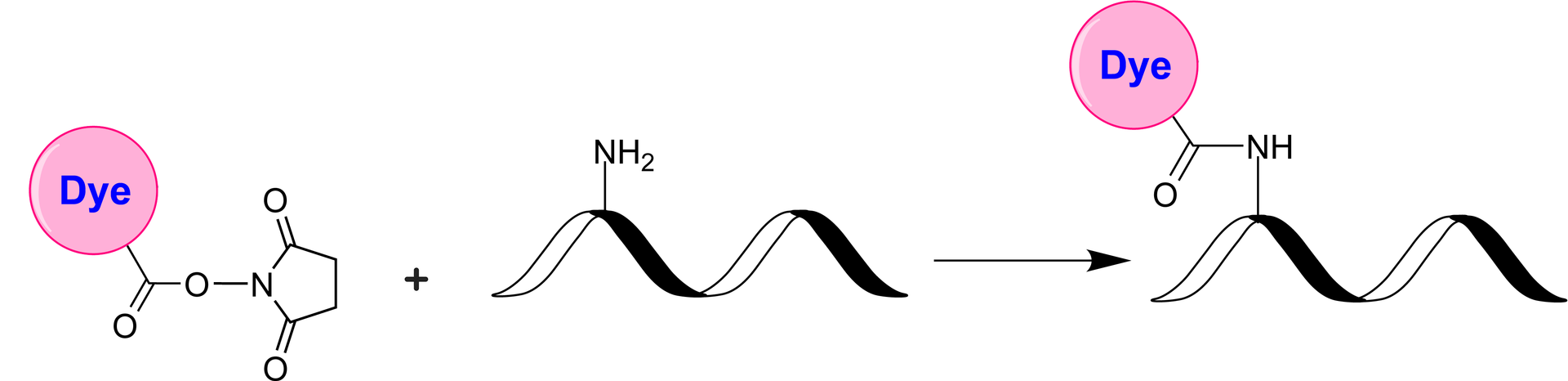 Schematic illustrating the NHS ester–amine coupling between an NHS ester‐activated dye and an amine‐modified biomolecule. NHS esters react readily with lysine side‐chain amines or N‐terminal amines on proteins, peptides, and amine‐modified oligonucleotides under mild conditions (pH 7–9). The resulting amide bond is stable and physiologically compatible.