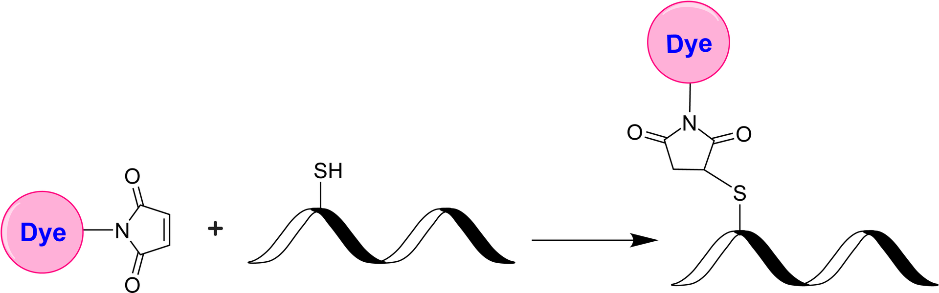 Schematic illustrating the maleimide–thiol reaction between a maleimide‐functionalized dye and a thiol‐modified biomolecule. This method is widely used for site‐specific conjugation to cysteine residues in proteins or to thiolated oligonucleotides. Maleimide–thiol coupling proceeds efficiently at or near physiological pH and results in a stable thioether bond.
