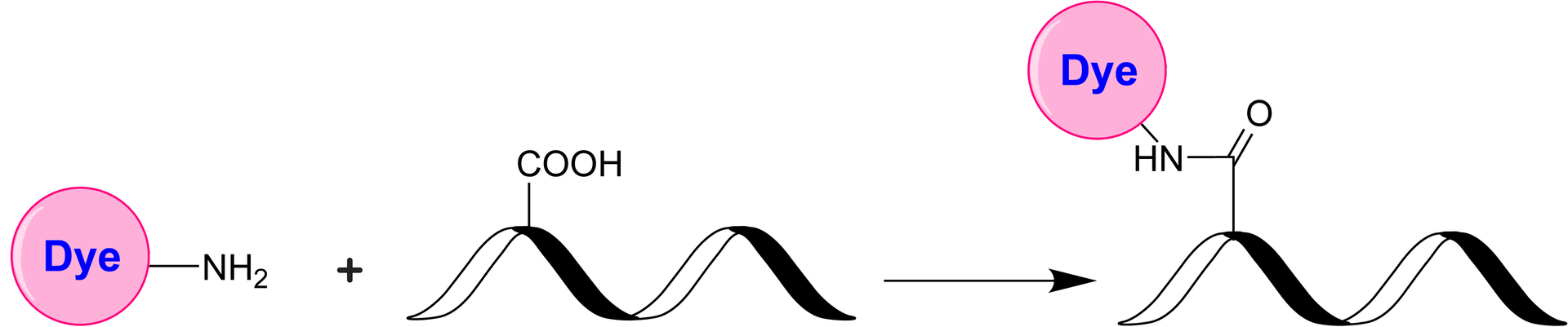 Schematic illustrating the carboxyl–amine coupling between an amine‐functionalized dye and a carboxyl‐modified biomolecule. In practice, carbodiimide reagents (e.g., EDC) are often used to activate carboxyl groups, facilitating subsequent amide bond formation with primary amines. This versatile approach enables conjugation of peptides, proteins, and nucleic acids that possess free carboxyl or amine functionalities.