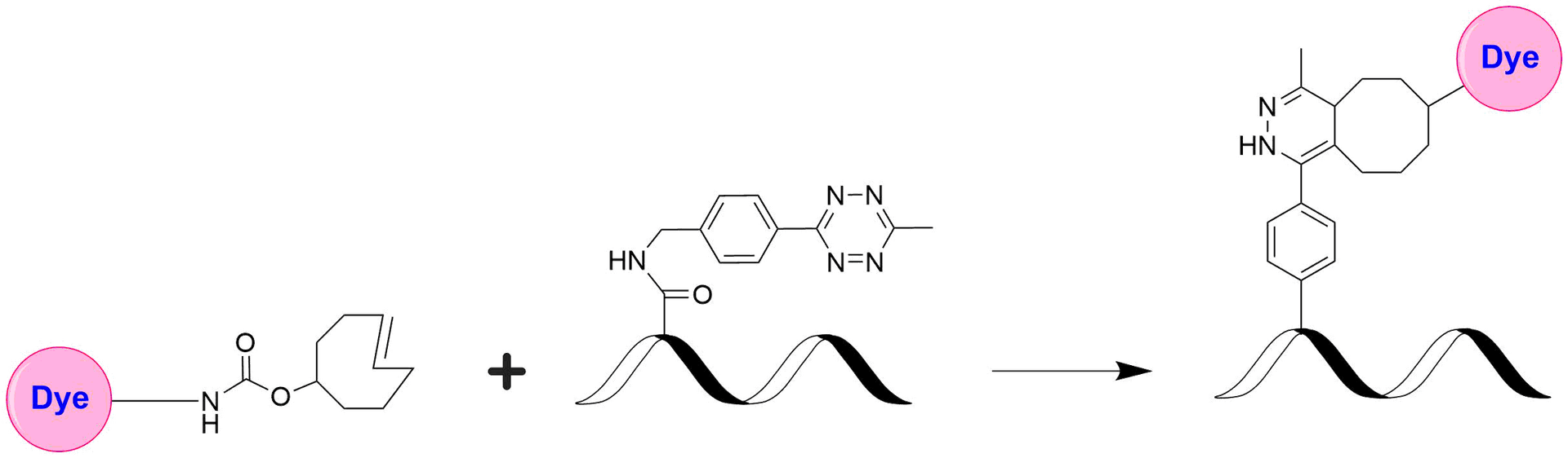Schematic illustrating the strain‐promoted inverse‐electron‐demand Diels–Alder (iEDDA) reaction between a trans‐cyclooctene (TCO)–dye conjugate and a tetrazine‐modified biomolecule. The TCO–dye adduct selectively and rapidly couples with the tetrazine moiety on the biomolecule to form a stable linkage. This bioorthogonal “click chemistry” reaction is fast, selective, and well‐suited for biocompatible labeling applications.