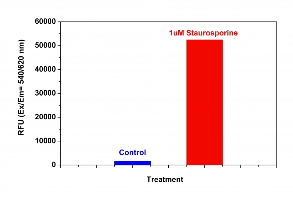 Detection of Caspase 3/7 Activities in Jurkat cells. <br />Jurkat cells were seeded on the same day at 200,000 cells/90 uL/well in a Costar black wall/clear bottom 96-well plate. The cells were treated with staurosporine at the final concentration of 1 uM for 5 hours while the untreated cells were used as control. The Z-DEVD-ProRed™ 620 assay solution (100 uL/well) was added and incubated at room temperature for 1 hour. The fluorescence intensity was measured at Ex/Em = 540/620 nm with FlexStation fluorescence microplate reader (Molecular Devices).