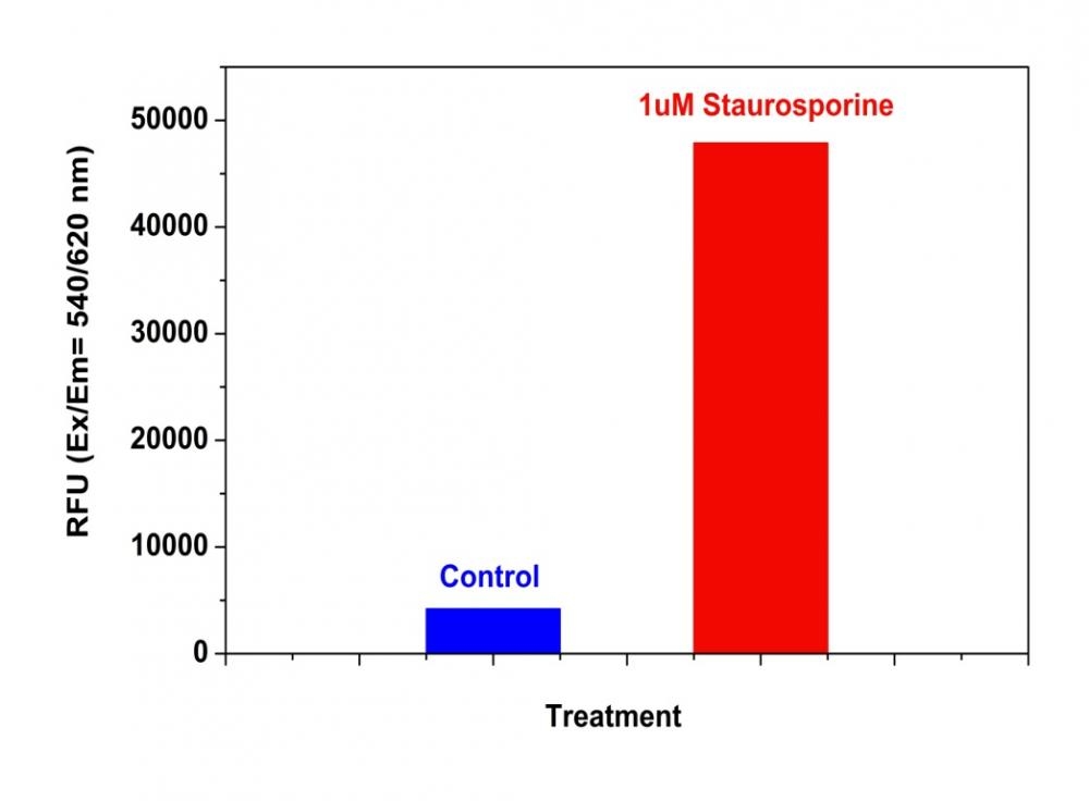 Detection of Caspase 8 Activity in Jurkat cells with Z-IETD-ProRed™ 620. Jurkat cells were seeded on the same day at 200,000 cells/90 µL/well in a Costar black wall/clear bottom 96-well plate. The cells were treated with staurosporine at the final concentration of 1 µM for 5 hours while the untreated cells were used as control. The caspase 8 assay solution (100 µL/well) was added and incubated at room temperature for 1 hour. The fluorescence intensity was measured at Ex/Em = 540/620 nm with a FlexStation™ microplate reader (Molecular Devices).