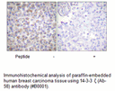 Product image for 14-3-3 &zeta;  (Ab-58) Antibody