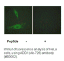 Product image for ADD1 (Ab-726) Antibody