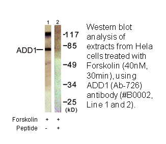 Product image for ADD1 (Ab-726) Antibody