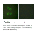 Product image for Amyloid &beta; A4 (Ab-743/668) Antibody
