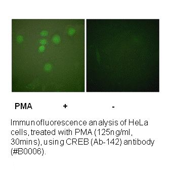 Product image for CREB (Ab-142) Antibody