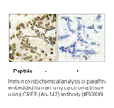 Product image for CREB (Ab-142) Antibody