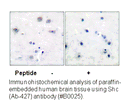 Product image for Shc (Ab-427) Antibody