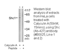 Product image for Shc (Ab-427) Antibody
