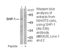 Product image for SHP-1 (Ab-536) Antibody