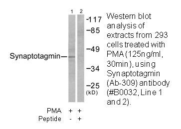Product image for Synaptotagmin (Ab-309) Antibody