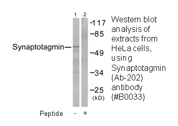 Product image for Synaptotagmin (Ab-202) Antibody