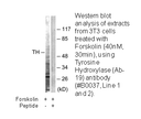 Product image for Tyrosine Hydroxylase (Ab-19) Antibody