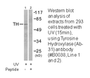 Product image for Tyrosine Hydroxylase (Ab-31) Antibody