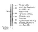 Product image for Tyrosine Hydroxylase (Ab-40) Antibody