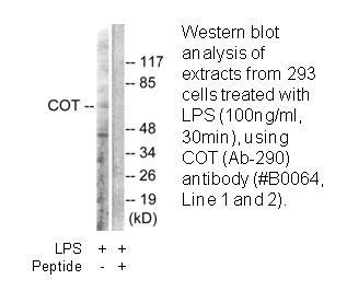 Product image for COT (Ab-290) Antibody