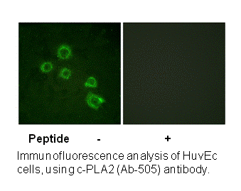 Product image for c-PLA2 (Ab-505) Antibody
