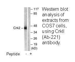 Product image for CrkII (Ab-221) Antibody