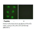 Product image for CrkL (Ab-207) Antibody
