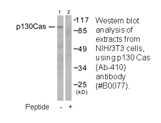 Product image for p130 Cas (Ab-410) Antibody
