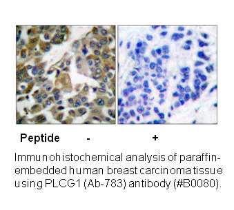 Product image for PLCG1 (Ab-783) Antibody