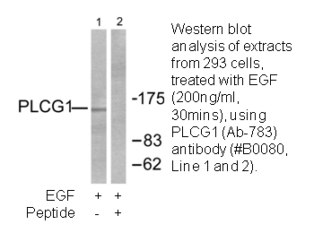 Product image for PLCG1 (Ab-783) Antibody