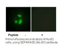 Product image for SEPARASE (Ab-801) Antibody