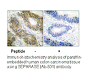 Product image for SEPARASE (Ab-801) Antibody