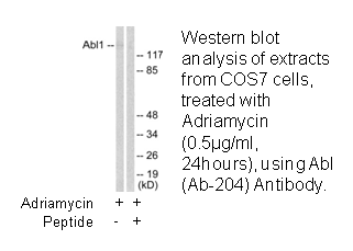 Product image for Abl (Ab-204) Antibody