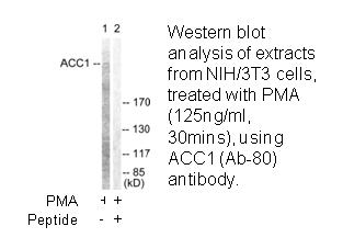 Product image for ACC1 (Ab-80) Antibody