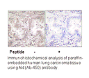 Product image for Akt (Ab-450) Antibody