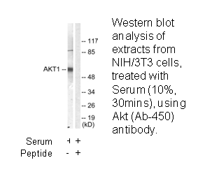 Product image for Akt (Ab-450) Antibody