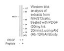 Product image for Akt (Ab-124) Antibody