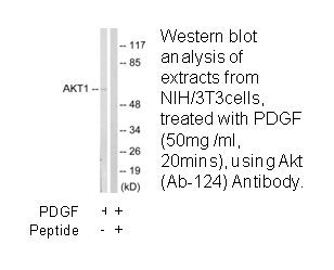 Product image for Akt (Ab-124) Antibody