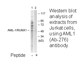 Product image for AML1 (Ab-276) Antibody
