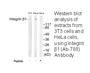 Product image for Integrin &beta;1 (Ab-788) Antibody