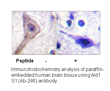 Product image for Akt1 S1 (Ab-246) Antibody