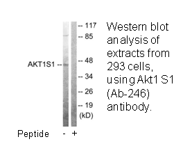 Product image for Akt1 S1 (Ab-246) Antibody