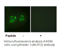 Product image for Arrestin 1 (Ab-412) Antibody